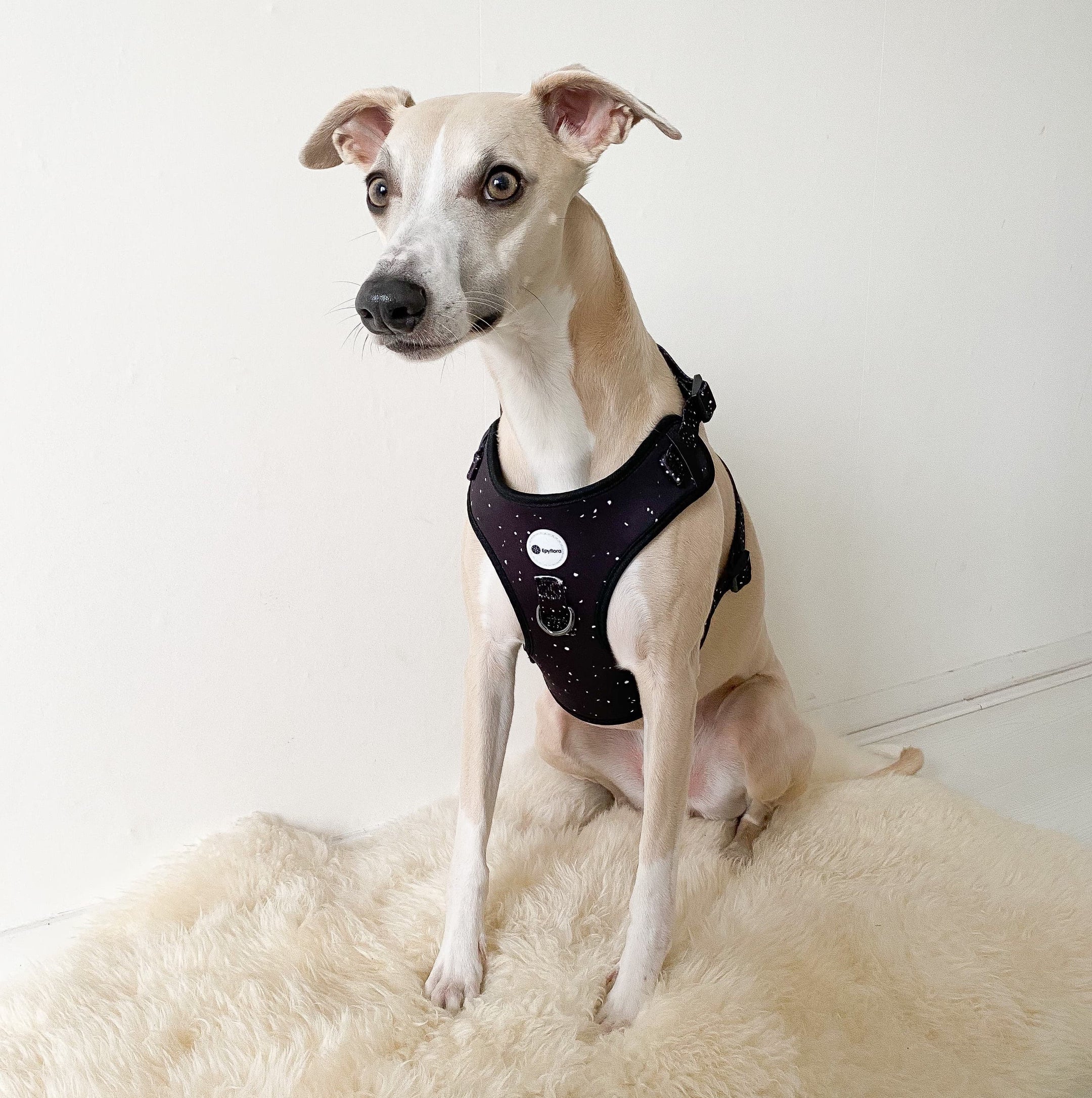 Epyflora Harness - Dotties